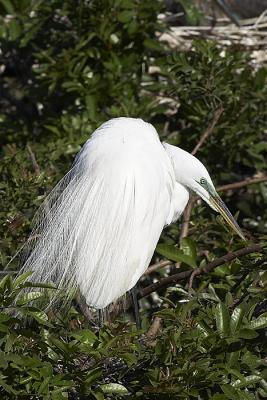 Great White Egret