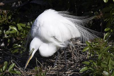 Great White Egret