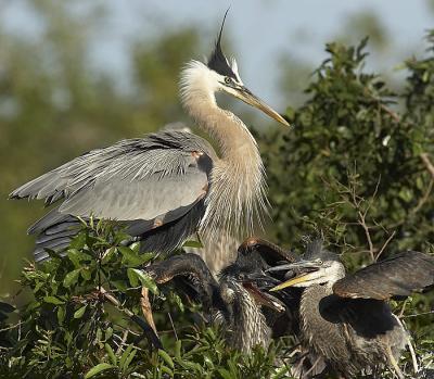 GBH Feeding sequence