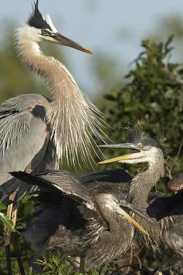 GBH Feeding sequence