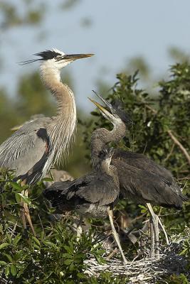GBH Feeding sequence