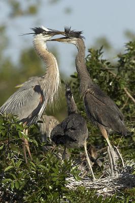 GBH Feeding sequence