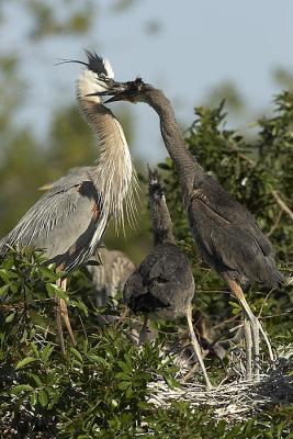 GBH Feeding sequence