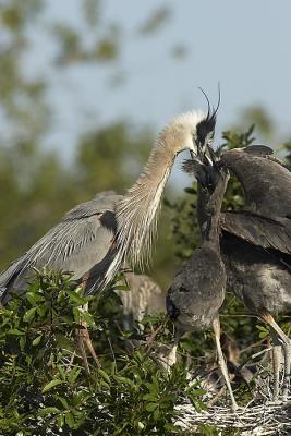 GBH Feeding sequence