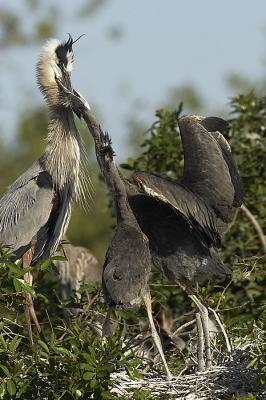 GBH Feeding sequence