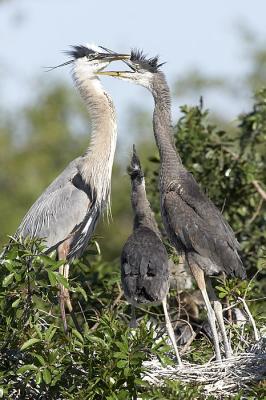 GBH Feeding sequence