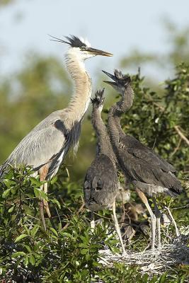 GBH Feeding sequence