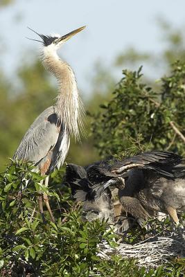 GBH Feeding sequence