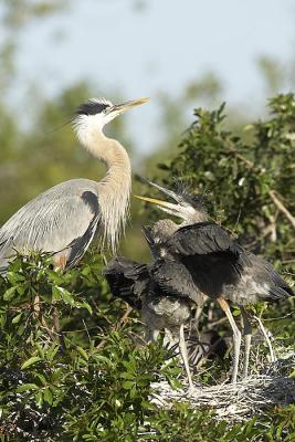 GBH Feeding sequence