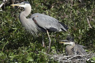 Great Blue Heron nest