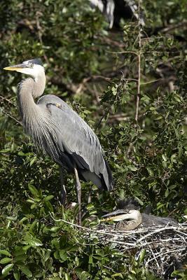 Great Blue Heron nest