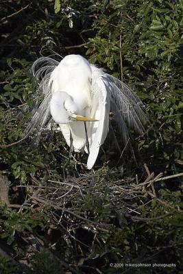 Great White Egret