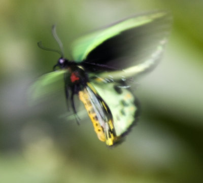 Abstract Butterfly