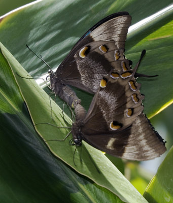 Butterflies Mating