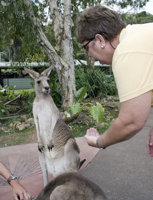 Jan Feeds a Kangaroo