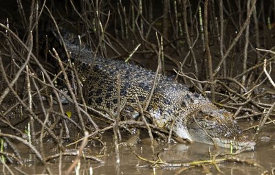 Esturarine Crocodile