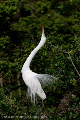 Great White Egret Display