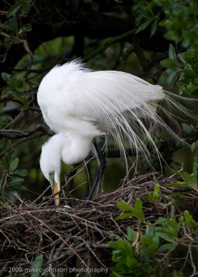 Great White Egret Building Nest