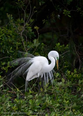 Great White Egret Display