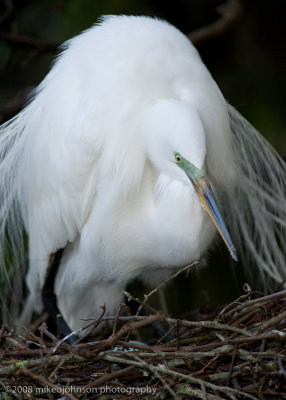 Great White Egret on Nest with Egg