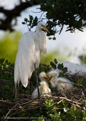 Great White Egret Family with Chicks
