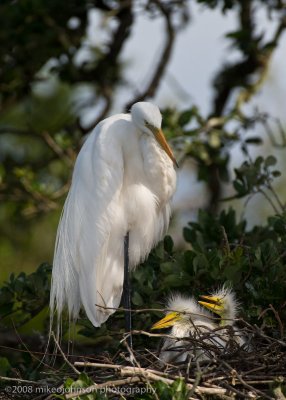 Great White Egret Family with Chicks