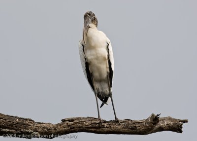 Wood Stork on Branch