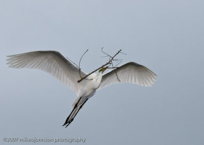 Great White Egret in Flight with Twigs_MOJ0248-1.jpg