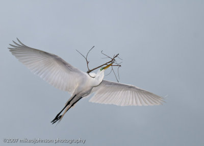 Great White Egret in Flight with Twigs_MOJ0249-1.jpg
