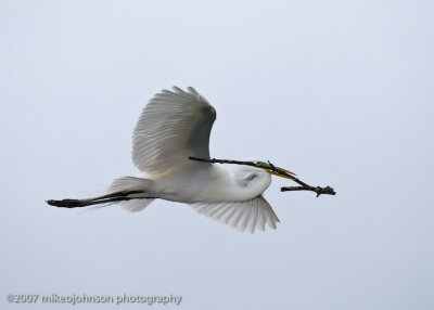 Great White Egret in Flight with Twigs_MOJ0270-1.jpg