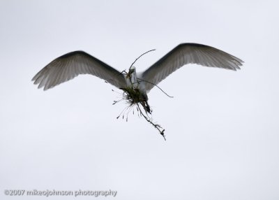 Great White Egret in Flight with Twigs_MOJ0281-1.jpg