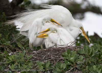 Great White Egret with Chicks20080408-GI-_MOJ1183.jpg