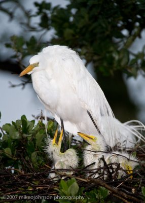 Great White Egret with Chicks_MOJ1117-1.jpg