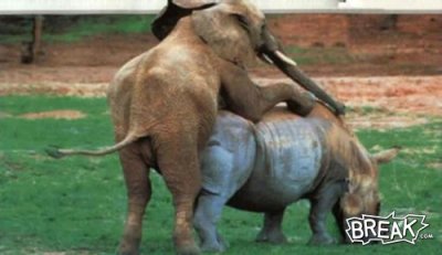 22apr16-elephant-on-rhino-action.jpg