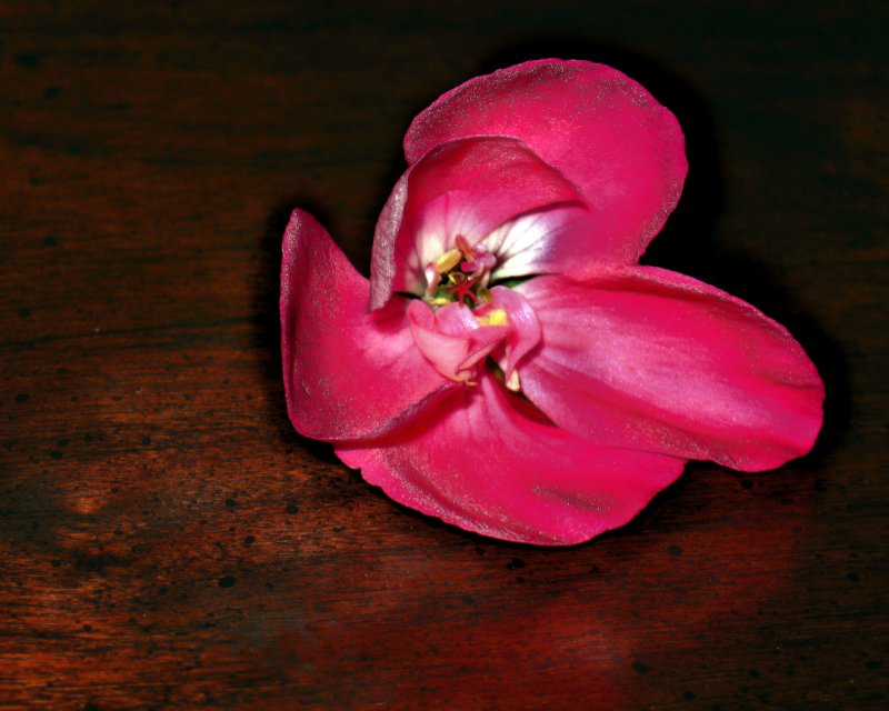 Lonely Flower*