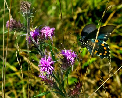 Summer on the Chancellorsville Battlefield