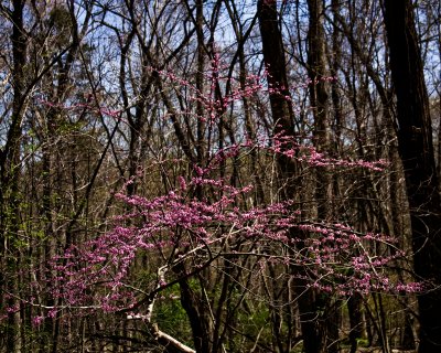 Spring Color