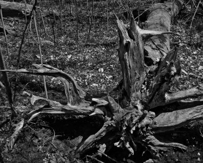 Fallen Tree