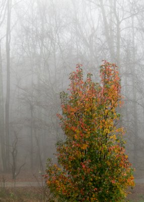 A foggy Thanksgiving morning in Virginia.
