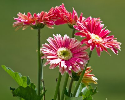 Spring Flowers