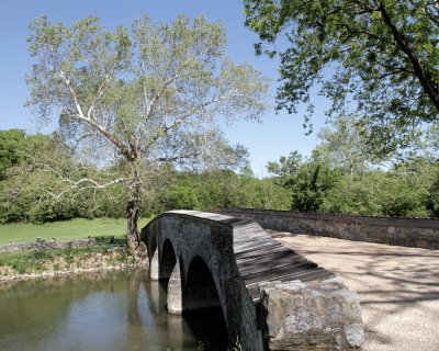 Burnside's Bridge and Sycamore Tree