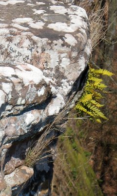 lichens__plants