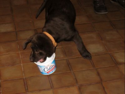 Raz playing with cheese pot.jpg