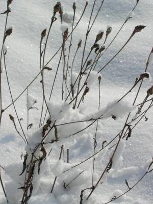 winter stalks.jpg