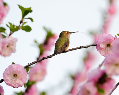 Calliope Hummingbird