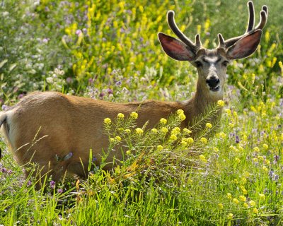 Black-tailed Deer - Buck in Velvet