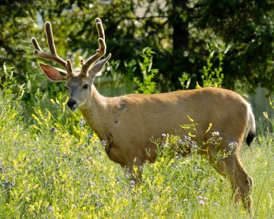 Black-tailed Deer - Buck in Velvet