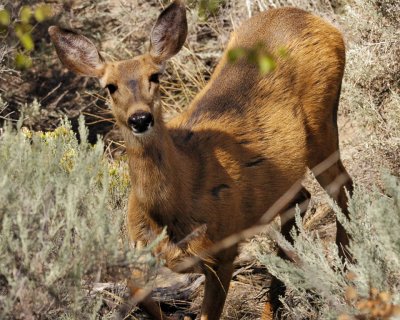 Black-tailed Deer - Doe