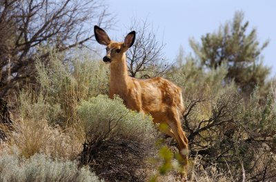 Black-tailed Deer Fawn