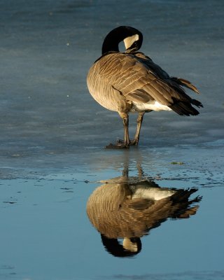 Canada Goose on Ice